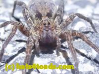 /home//u458753944/public_html/sourcegallery//////Roxborough Toad Detour/2022/2022-03-19/P3190903.JPG